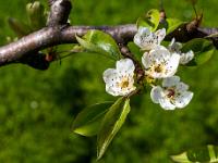 Geöffnete Blütengruppe an Birnbaum